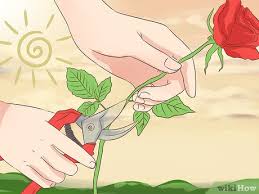When the flowers have been prepped, placed them in your dehydrator. 3 Ways To Preserve Cut Flowers Wikihow