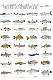 Salvaresalvați pesti de apa dulce pentru mai târziu. Poster Culinar Peste De Apa Dulce 59 4 X 84cm Port Culinaire