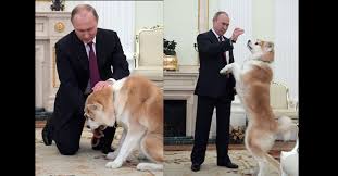 Dogs and empire russian president vladimir putin subscribe here. Putin S Pets A Look At President S Love Of Animals Video Pix Vladimir Putin Animals Putin S Dogs Putin S Pets Akita Putin S Akita Yume Putin
