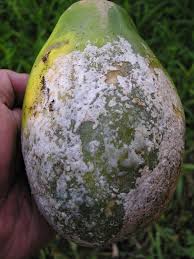 The causal fungus was homothallic, and produced distinctively. File Phytophthora Blight Of Papaya 5795095136 Jpg Wikimedia Commons