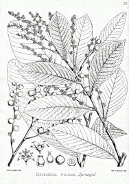 Image result for Bridelia mollis