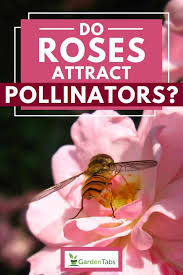 Flowers that don't attract pollinators. Do Roses Attract Pollinators Garden Tabs