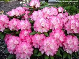 Rhododendron Fantastica Flowering Month May Rhododendron Shrubs Azaleas