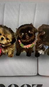 Client education is very important to us!, We love to help our clients, and  anyone else, learn all they can about our favorite breed- The Shih Tzu!,  Visit our website and learn about what makes the ...