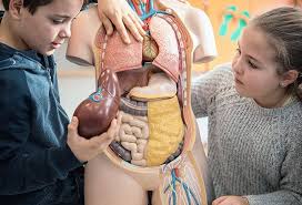 The lungs separate oxygen from the air and remove carbon dioxide from the. What Are The 78 Organs Of The Human Body