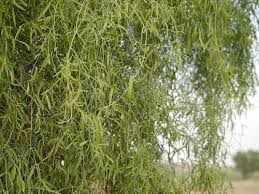 Image result for Salvadoraceae