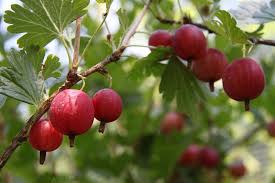 Check spelling or type a new query. Stachelbeeren Zehelein Schemm