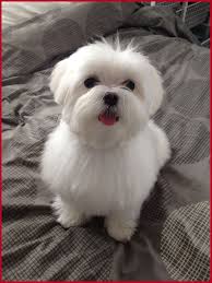 Maltese Dog Haircuts Google Search Maltese Puppy Maltese Puppy Haircuts Maltese Dogs Haircuts
