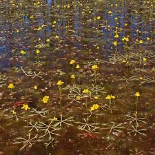 Image result for Utricularia formula
