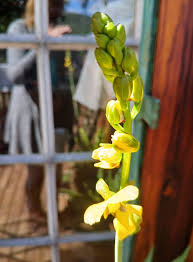 Image result for Eulophia streptopetala