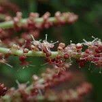 Image result for Maesobotrya