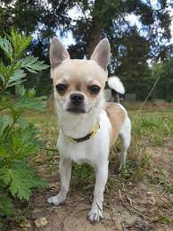 Pin On Fauna Flores Y Plantas