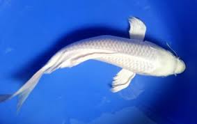 We did not find results for: 20 Jenis Ikan Koi Beserta Gambar Dan Harganya Terlengkap