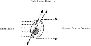 • detection is same as forward scatter detectors. Flow Cytometry A Survey And The Basics
