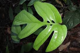 Amydrium Google Search Amydrium Medium Plantwishlist Plants Plant Leaves Indoor Plants