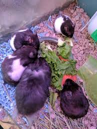 We now offer 40 lb. Pet Store Supplies Canton Oh 86 Pet Supplies Plus