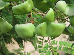 Image result for Libidibia coriaria