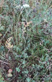 Image result for Pimpinella robynsii