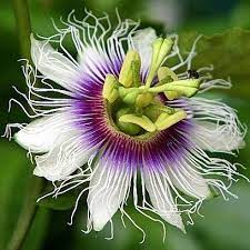 Purple Passion Flower Is Worth Growing For Its Amazing Flowers Alone It S Also Worth Growing Just For Passion Flower Passion Fruit Plant Purple Passion Flower
