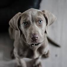 Have you lost or found a pet in the rancho cucamonga, ca area? Adopt A Pet And Lost Pets City Of Rancho Cucamonga
