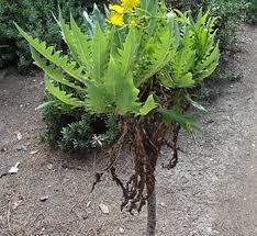 Image result for Sonchus friesii