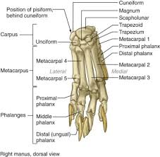 The knee joint is the largest joint in the body and is primarily a hinge joint. Metacarpus An Overview Sciencedirect Topics
