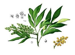 Image result for Sapindus saponaria