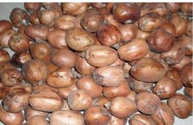 Image result for Hyphaene