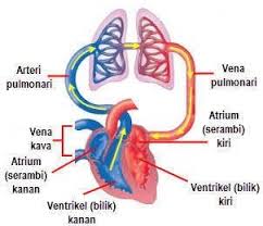 Terbaru 22 Gambar Jantung Dan Keterangannya Gambar Amp Keterangan Peredaran Darah Kecil Brainly Co Id From Brainly Co Id Jantung M Gambar Belajar Manusia