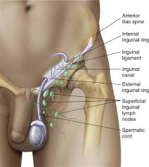 These allow nerves, blood vessels, and other structures to pass between these two. Hernia Repair Basicmedical Key