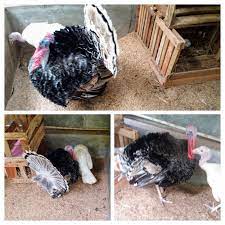 Telur kalkun ayam kalkun ayam hias ayam terbesar anak ayam kalkun. Membujuk Kalkun Agar Mau Mengeram