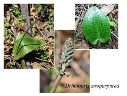 Image result for Drimiopsis