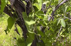 Image result for Aristolochia albida