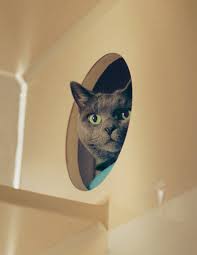 Heartbreaking photos show rescue animal so depressed he just stares at the wall after the chance for a new home fell through march, the adorable pit bull. The Mystery Of The Wasting House Cats The New York Times