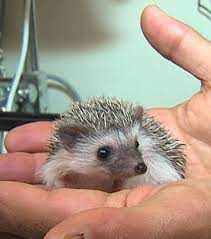 Pin On Cute Animals