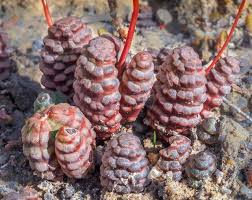 Image result for Bulbine capitata