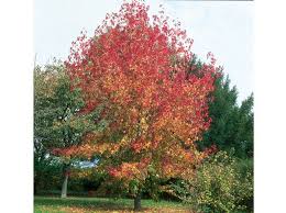 Quel Arbre De Petite Taille Pour Mon Jardin Elle Decoration Beaux Jardins Jardins Petit Arbre