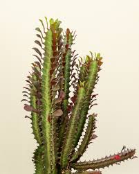 Not really a cactus but a succulent euphorbia native to southwest africa, cathedral cactus (euphorbia trigona) has a number of common names, including good luck plant and african milk tree. Buy Euphorbia Trigona Royal Red Cathedral Cactus Free Shipping Over 100