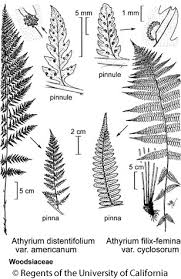 Image result for Athyrium