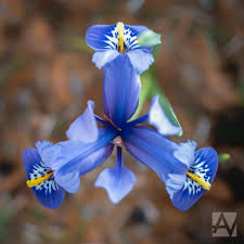 Once the iris blooms have faded, cut the old stems down into the leaves. How To Care For Iris Flowers Planting Growing Caring Tips Extrabux