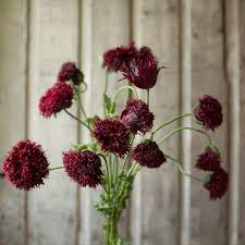 Breadseed Poppy Black Beauty Breadseed Poppy Flower Farm Breadseed