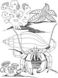Hermit Crab And Star Fish Coloring Page Super Coloring Fish Coloring Page Coloring Pages Animal Coloring Pages