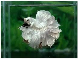 Betta solutions caledonia house thornliebank industrial estate glasgow, g46 8jt united kingdom. Albino Betta Fish Album On Imgur