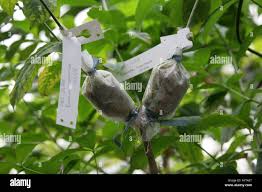 Image result for Rauvolfia mombasiana