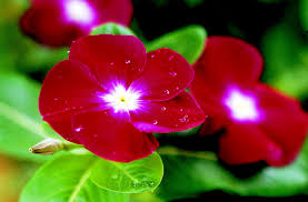 Image result for Vinca