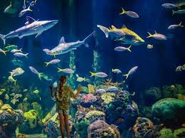 Johnny Morris Wonders Of Wildlife National Museum And Aquarium Consists Of An All New 1 5 Million Gallon Aquarium Adventure Aquarium National Museum Wildlife