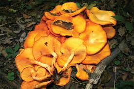 We did not find results for: Jack O Lantern Mushroom Illinois