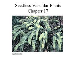 The lower vascular plants include plants like ferns that although are adapted to survive on land still have some characteristics of their aquatic ancestry. Seedless Vascular Plants Chapter 17 True Or False Nonvascular Plants Include The Algae And Bryophytes Vascular Plants Include Lycophytes Ferns Ppt Download