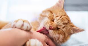 Celebrating 25 years of compassion in action. Before You Adopt Seattle Area Feline Rescue