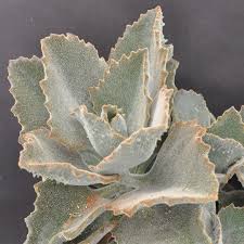 Image result for Kalanchoe brachyloba
